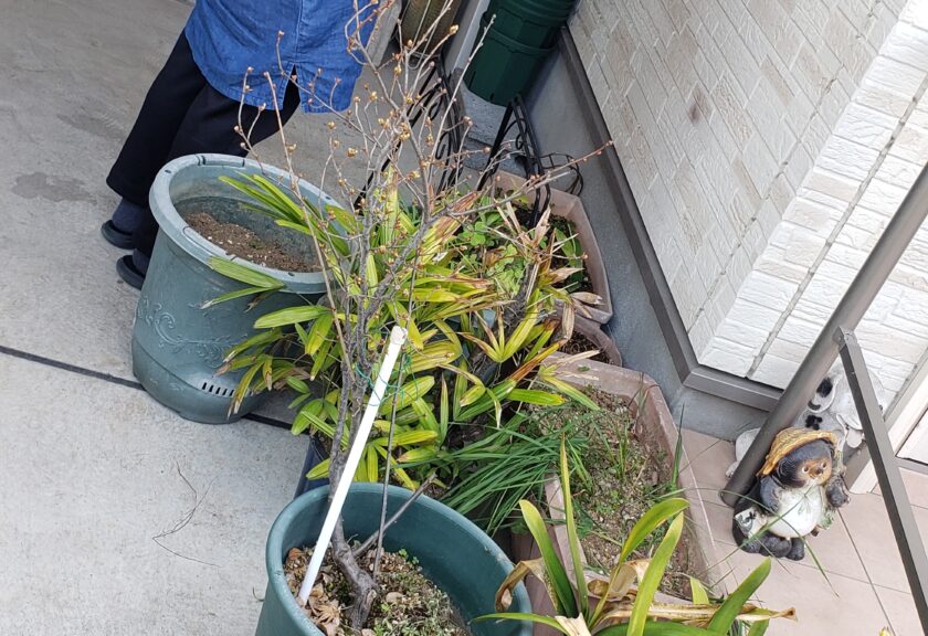 【👩🏻‍🦱何でもお願いをきいてくれてたのんでよかったと思います。】千葉県浦安市で🌱植木・プランターの回収依頼！！