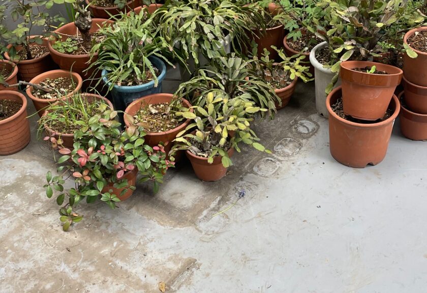 【🏃🏻‍♂️スピーディーで良かったです。】柏市で🌱植木大量処分、一時多量ゴミ回収のご依頼！！